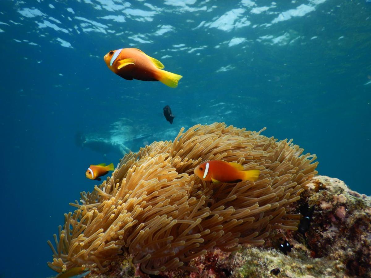 The Pearl Seaview Ξενοδοχείο Fulidhoo Εξωτερικό φωτογραφία